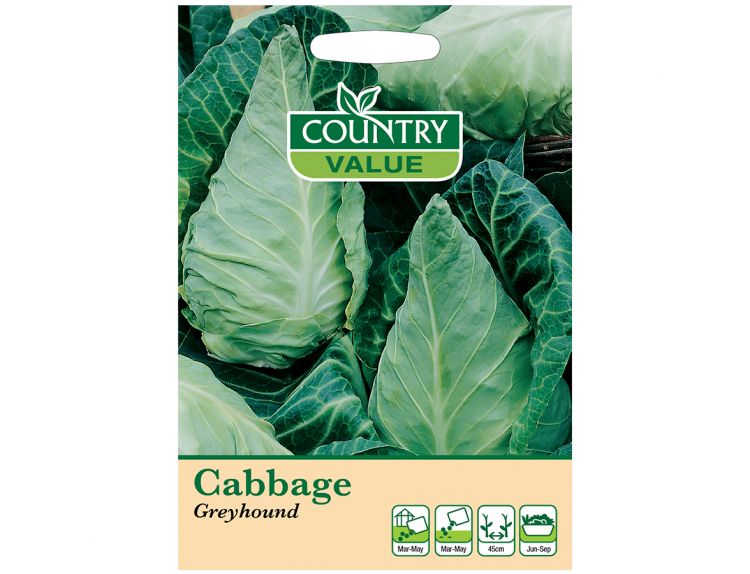 Cabbage Seeds Greyhound - image 1