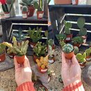 Cactus Mix 5.5cm pot