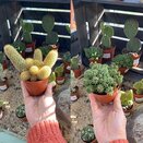 Cactus Mix 8.5cm pot