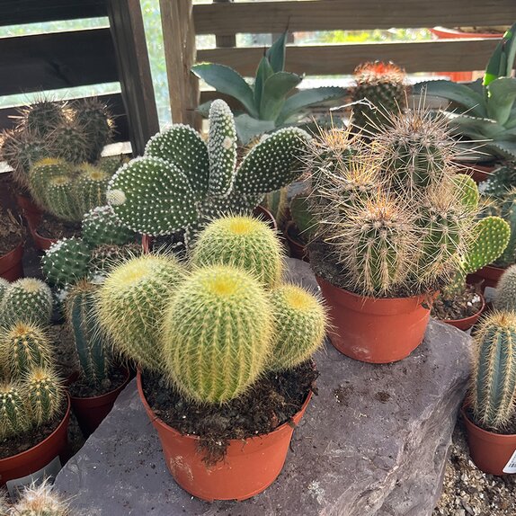 Cactus mix medium