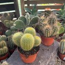Cactus mix medium