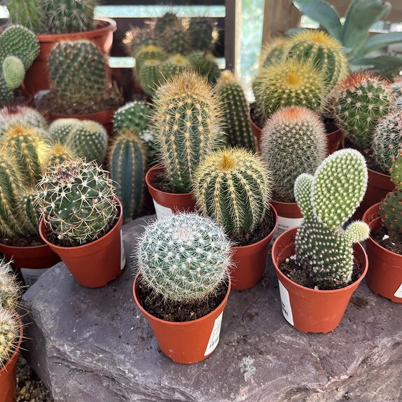 Cactus mix mini