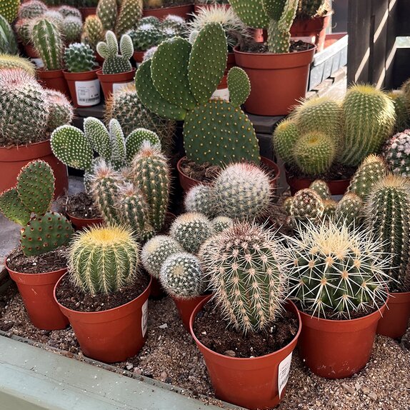 Cactus mix small