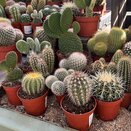 Cactus mix small