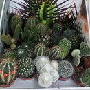 Cactus small 5.5cm pot - image 1
