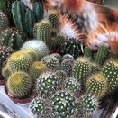Cactus small 5.5cm pot - image 2
