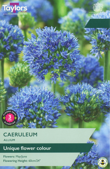 Caeruleum - Allium