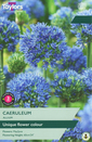Caeruleum - Allium