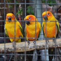 Cage Birds