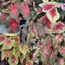 Caladium in varieties