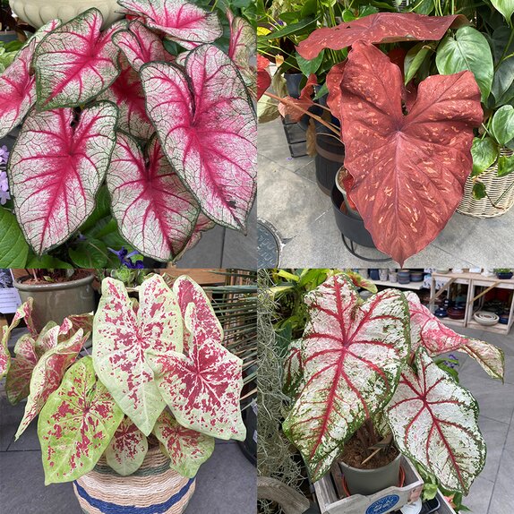 Caladium in varieties XL - image 1
