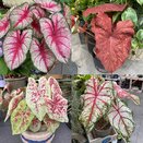 Caladium in varieties XL - image 1