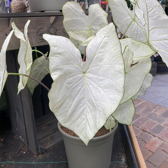 Caladium in varieties XL - image 2