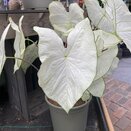 Caladium in varieties XL - image 2