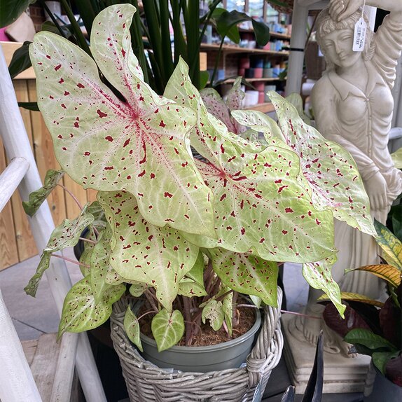 Caladium in varieties XL - image 3