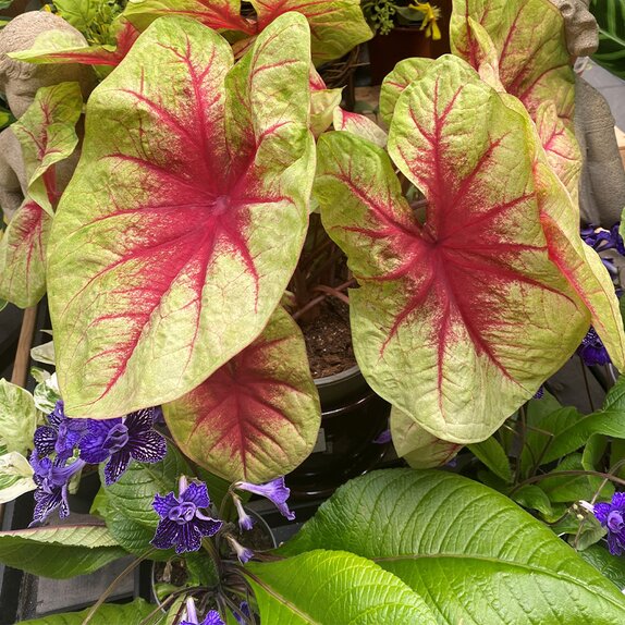 Caladium in varieties XL - image 4