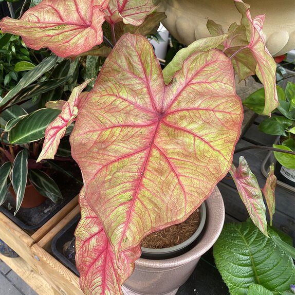 Caladium in varieties XL - image 5