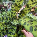 Calathea lancifolia Insigne - image 1