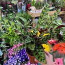 Calathea lancifolia Insigne - image 2