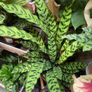 Calathea lancifolia Insigne