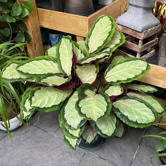 Calathea Silvia
