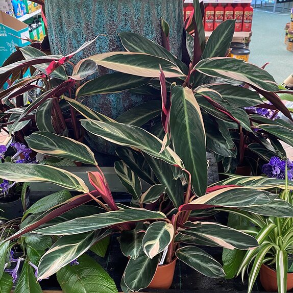 Calathea Triostar Stromanthe 