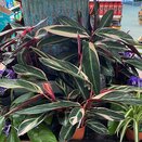 Calathea Triostar Stromanthe 