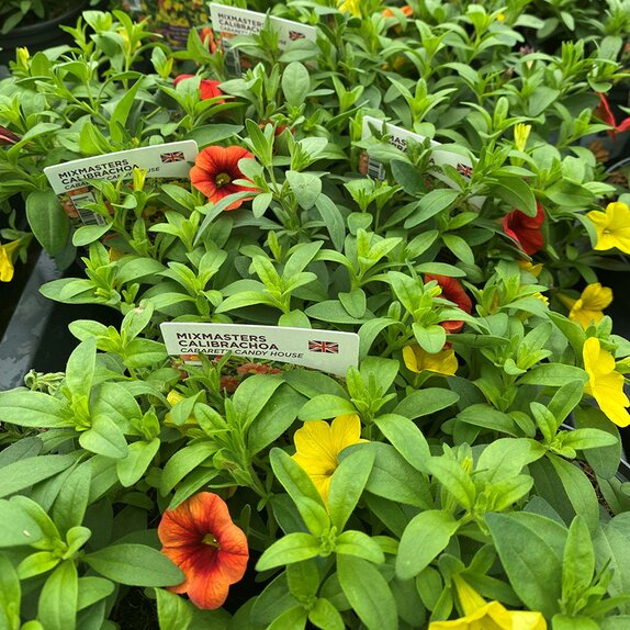 Calibrachoa MixMasters Cabaret Candy House 1 litre pot Knights Garden