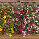 Calibrachoa Trixi