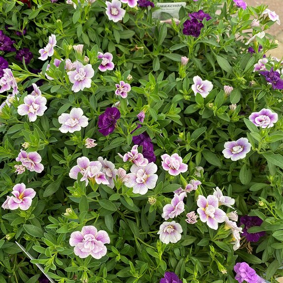 Calibrachoa Trixi Blue Petticoat