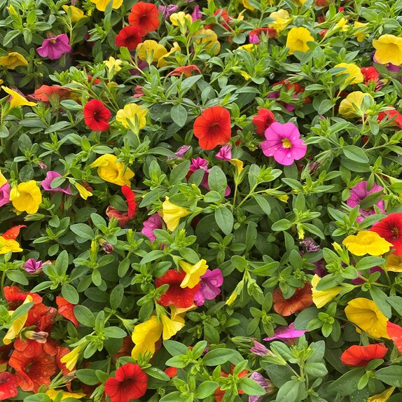 Calibrachoa Trixi Candyhouse 1 Litre Pot