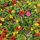 Calibrachoa Trixi Candyhouse 1 Litre Pot