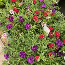 Calibrachoa Trixi Fancy Petticoat