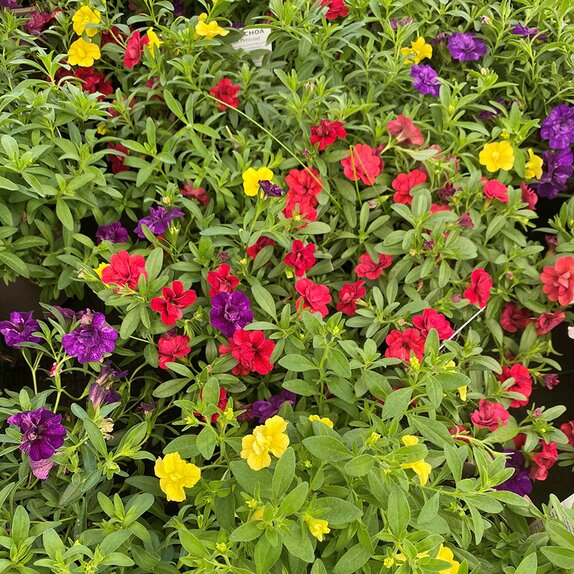 Calibrachoa Trixi Hot Petticoat