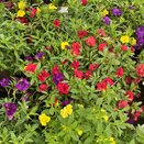 Calibrachoa Trixi Hot Petticoat
