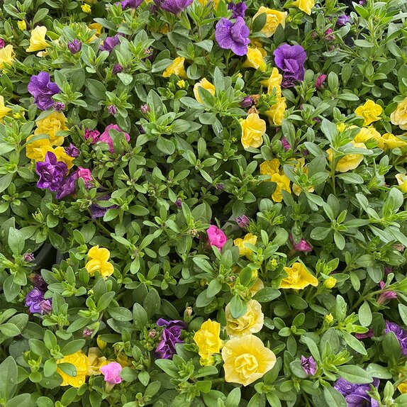 Calibrachoa Trixi Petticoat 1 Litre Pot