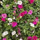 Calibrachoa Trixi Pink Paradise 1 Litre Pot