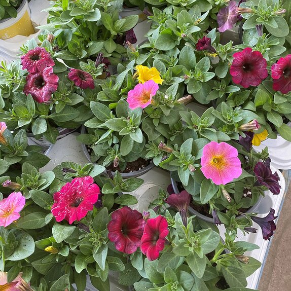 Callibrachoa BeautiCal Tricolor 1 litre pot