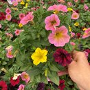 Callibrachoa BeautiCal Tricolor 1 litre pot