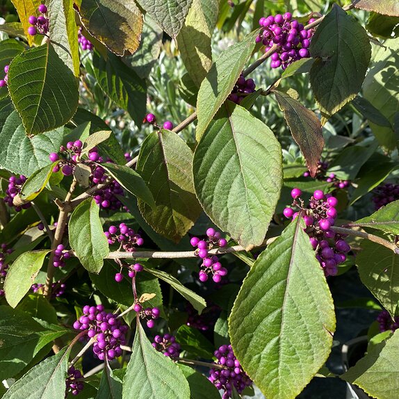 Callicarpa bodinieri 'Profusion' 6 litre pot - image 1