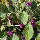 Callicarpa bodinieri 'Profusion' 6 litre pot - image 1