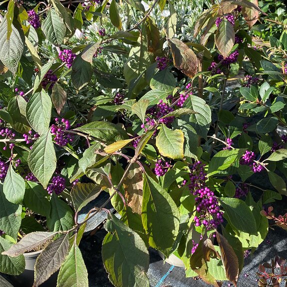 Callicarpa bodinieri 'Profusion' 6 litre pot - image 2