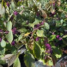 Callicarpa bodinieri 'Profusion' 6 litre pot - image 2