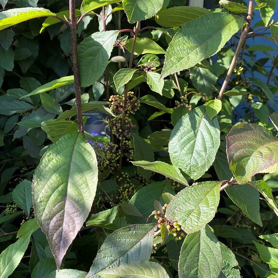 Callicarpa bodinieri 'Profusion' 6 litre pot - image 3