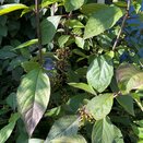 Callicarpa bodinieri 'Profusion' 6 litre pot - image 3