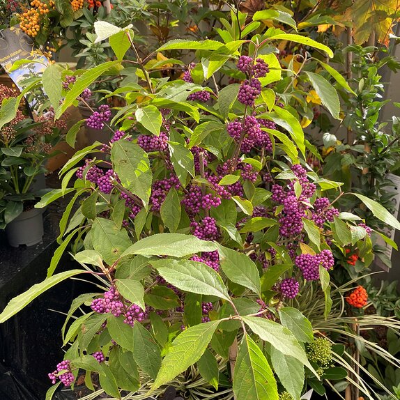 Callicarpa bodinieri 'Profusion' Standard - image 1