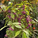 Callicarpa bodinieri 'Profusion' Standard - image 1