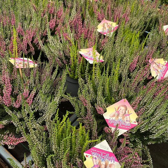 Calluna vulg. 'Beauty High Five' XXXL