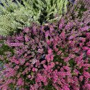 Calluna vulg. 'Gardengirls' ®