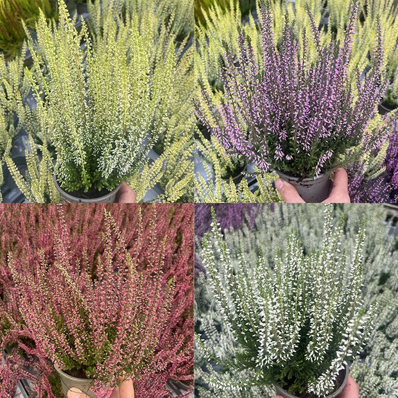 Calluna vulg. 'Gardengirls' ®